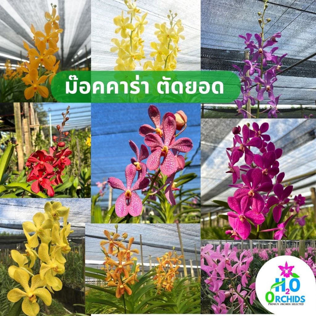 กล้วยไม้ ม๊อคคาร่า ตัดยอด ดกทั้งปี ราคาหน้าสวน สวยๆ คุณภาพดี