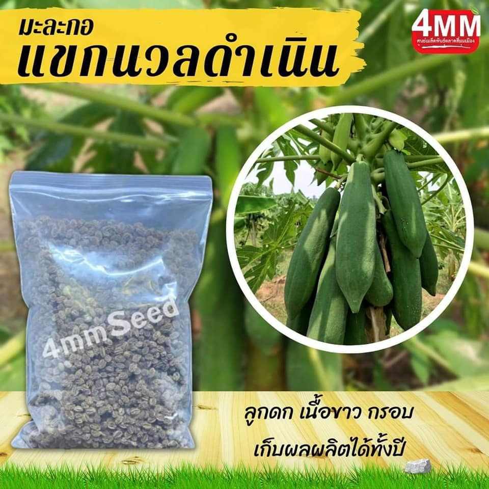 เมล็ดพันธุ์มะละกอแขกนวลดำเนิน ขนาด 100 กรัม