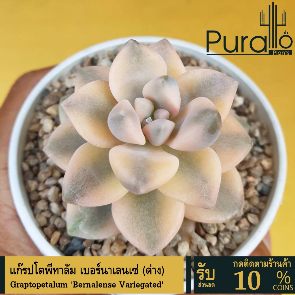 ต้นไม้อวบน้ำ กุหลาบหิน แกร๊ปโตพีทาลัม เบอร์นาเลนเซ่ (ด่าง) Graptopetalum Bernalense Variegated