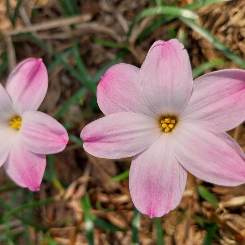 บัวดินลินลี่พาย(Z.lily Pies) - รูปที่ 2