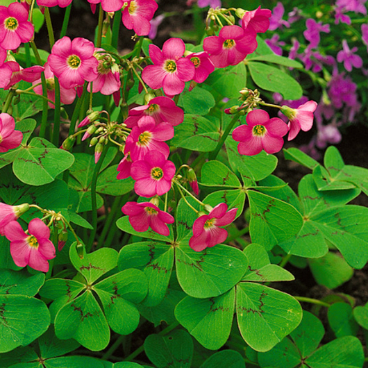 หัวผีเสื้อราตรี อ็อกซาลิซ แดพเพย์ (Oxalis Deppei) ต้นใบสวยน่ารักลายหายาก นำเข้าจากฮอลแลนท์ จัดชุดราค