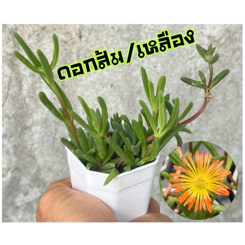 Delosperma Ice Plant (ดอกสีส้ม/เหลือง) กุหลาบหิน ไมัอวบนำ้ 2 นิ้ว