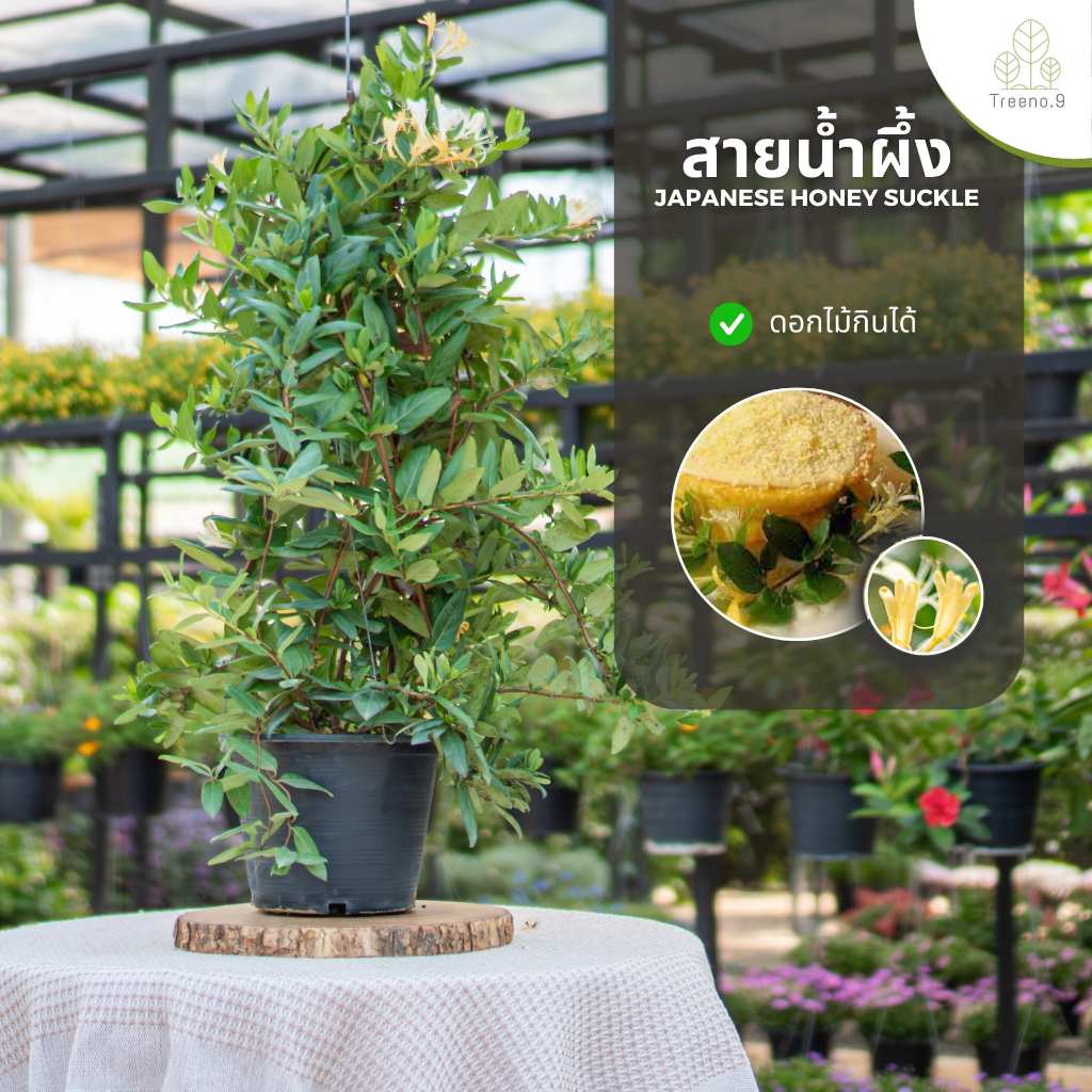 Treeno.9 T434 สายน้ำผึ้ง (Japanese Honeysuckle) กระถาง 8 นิ้ว สูง 90-100 cm. ดอกไม้กินได้ ดอกสีเหลือง เลื้อยสวยงาม