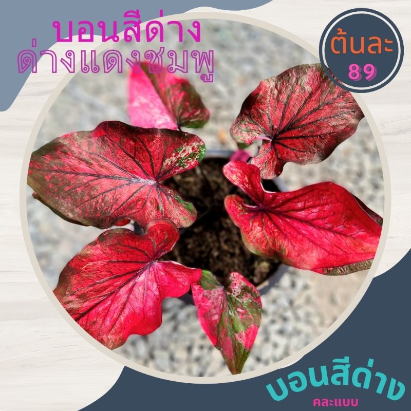 บอนสีด่าง บอนด่าง คละแบบด่างแดงชมพู ต้นไม้ฟอกอากาศ 89 บาท