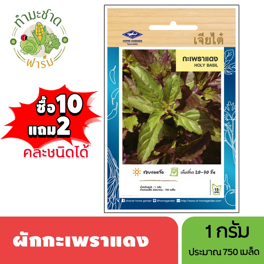 เจียไต๋ (ซื้อ10แถม2) เมล็ดพันธุ์ กะเพราแดง ขนาด1กรัม ประมาณ750เมล็ด Holy Basil กะเพรา เมล็ดพันธุ์พืช เมล็ดผัก ปลูกผักสวน