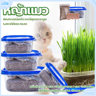 ข้าวสาลีแมว หญ้าแมว ชุดปลูกข้าวสาลี ต้นอ่อนข้าวสาลี ต้นข้าวสาลีแมว เสริมสร้างภูมิคุ้มกัน ลดกลิ่นมูลสัตว์เลี้ยง