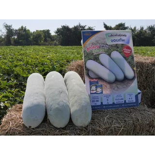 แฟงจอมทัพ 50กรัม เมล็ดพันธุ์ เจียไต๋ Wax Gourd แฟงแก่ เมล็ดพันธุ์แฟง