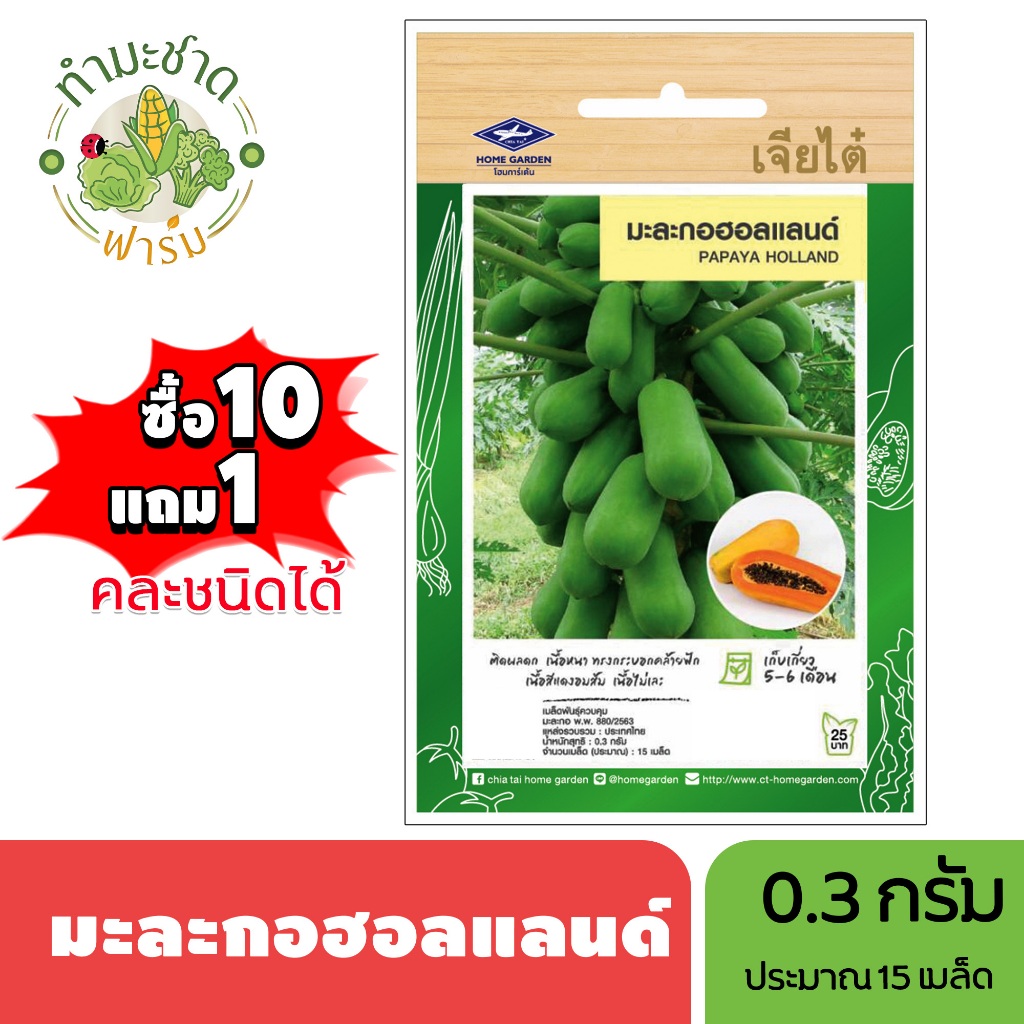 เจียไต๋ (ซื้อ10แถม1) มะละกอฮอลแลนด์ ขนาด 0.3กรัม ประมาณ15เมล็ด Papaya holland มะละกอ เมล็ดพันธุ์พืช เมล็ดผัก ปลูกผักสวนค