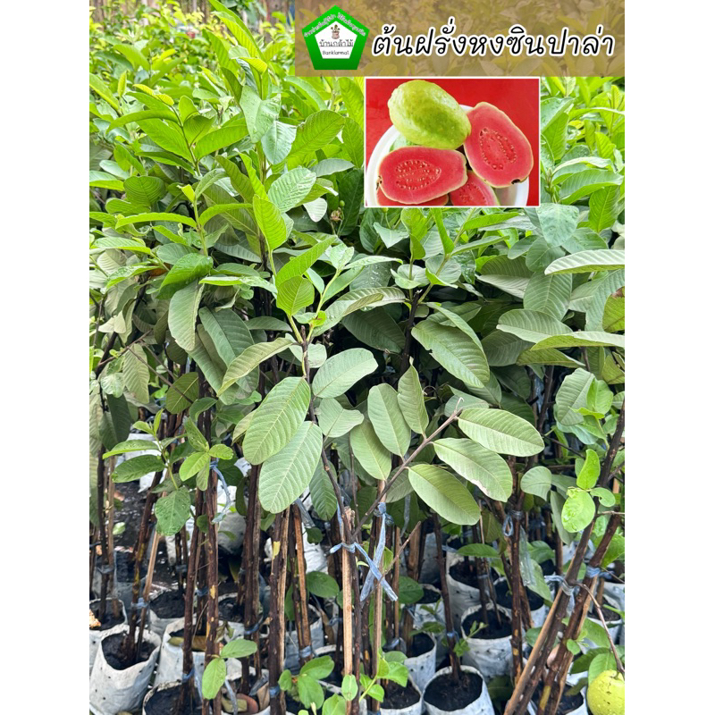 ต้นฝรั่งหงซินปาล่า 🎉ต้นแข็งแรง 🌿 สินค้าเสียหาย แจ้งทางร้านได้เลยจ้า