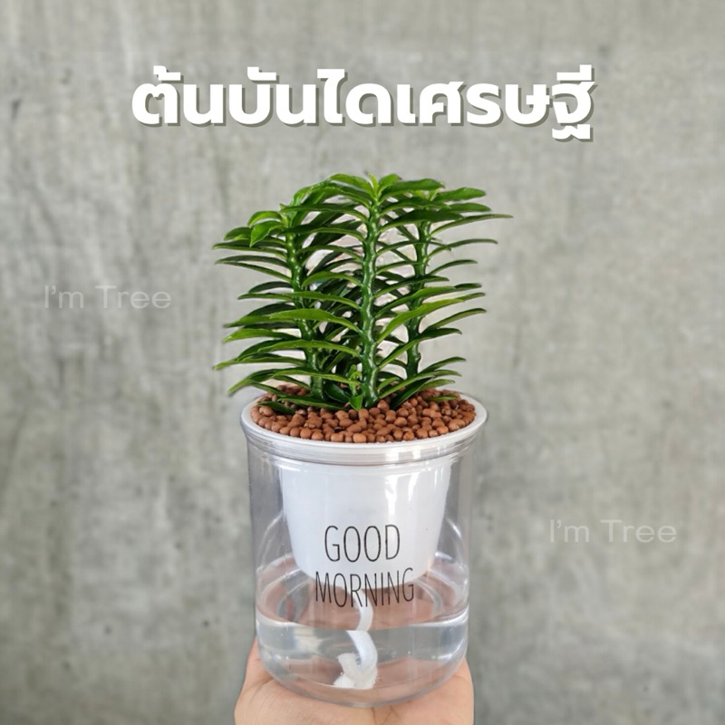 ต้นบันไดเศรษฐี พร้อมกระถางรดน้ำอัตโนมัติ แถมหินฟรี