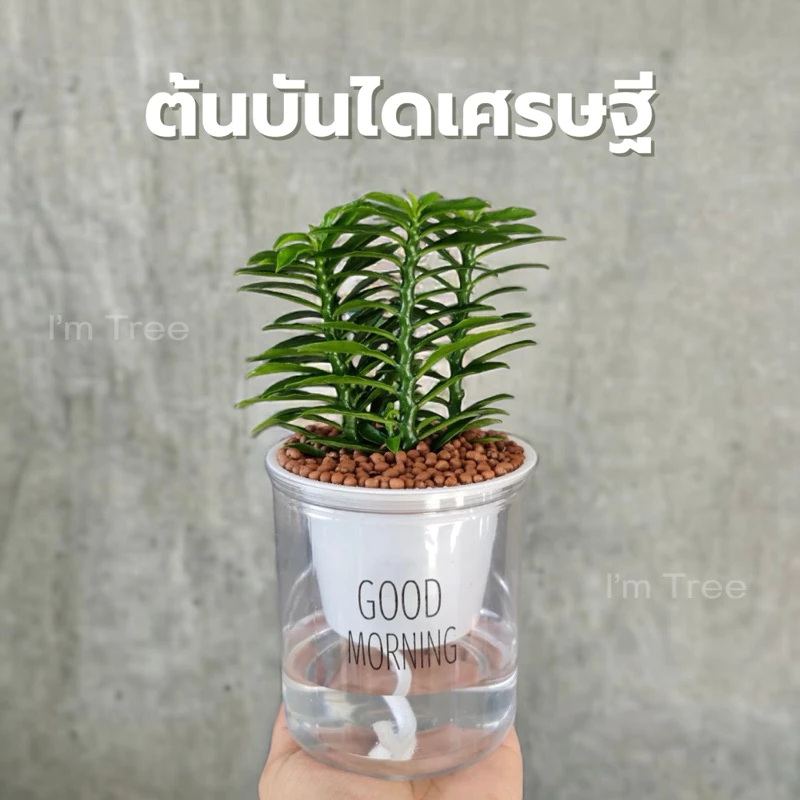 ต้นบันไดเศรษฐี พร้อมกระถางรดน้ำอัตโนมัติ แถมหินฟรี