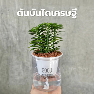 ต้นบันไดเศรษฐี พร้อมกระถางรดน้ำอัตโนมัติ แถมหินฟรี