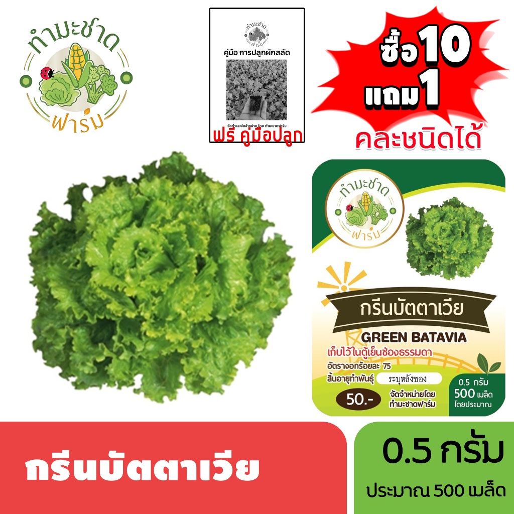 ทำมะชาดฟาร์ม (ซื้อ10แถม1) เมล็ดพันธุ์ กรีนบัตตาเวีย ขนาด0.5กรัม ประมาณ500เมล็ด GREEN BATAVIA ผักสลัด เมล็ดพันธุ์พืช