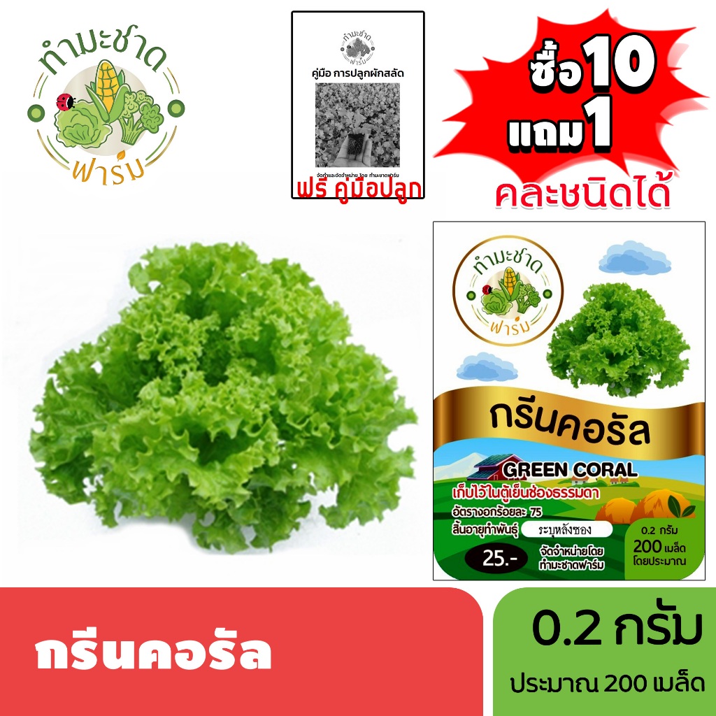 ทำมะชาดฟาร์ม (ซื้อ10แถม1) เมล็ดพันธุ์ กรีนคอรัล ขนาด0.2กรัม ประมาณ200เมล็ด GREEN CORAL กรีนโครอล ผักสลัด เมล็ดพันธุ์พืช – โปรปัง