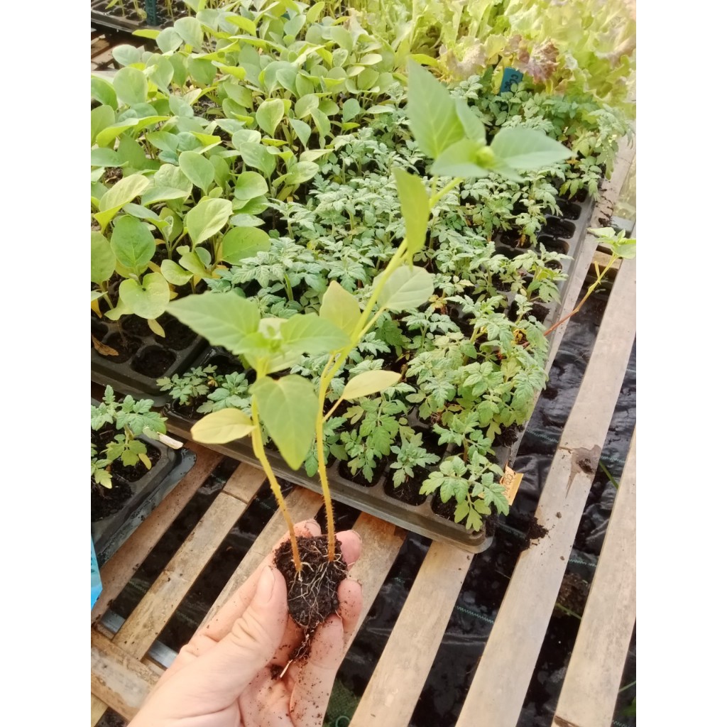 ต้นกล้าโทงเทงฝรั่งสีม่วง  มีประโยชน์ต่อสุขภาพมากมาย เสริมสร้างระบบภูมิคุ้มกัน บำรุงสายตา   กล้าละ 10 บาท