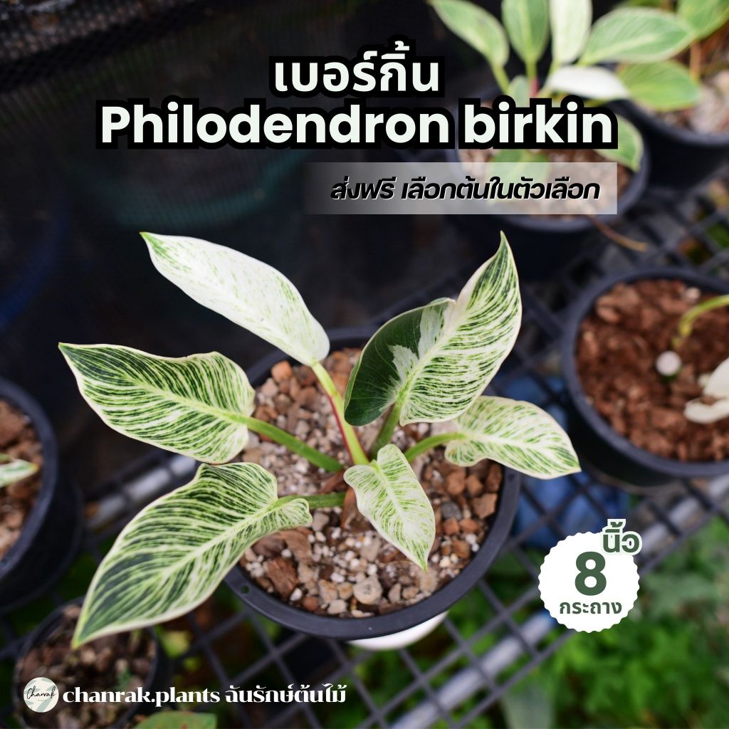 Philodendron Birkin ฟิโลเดนดรอนเบอร์กิ้น ต้นไม้แต่งบ้าน (ส่งฟรี)