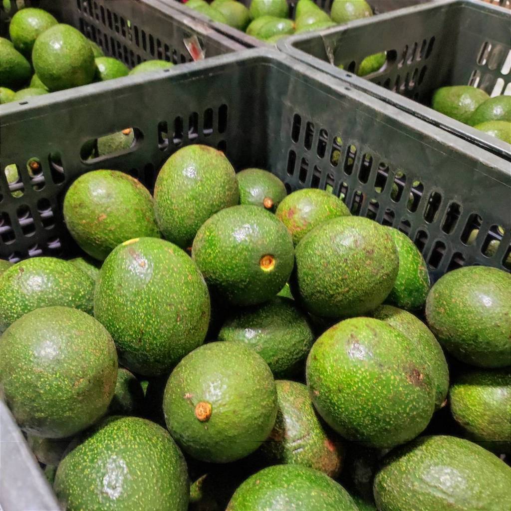 อโวคาโด้ {กล่อง 1 กิโลกรัม} เก็บสดใหม่จากบนดอย จังหวัดเชียงใหม่ พันธุ์ซับ พื้นเมือง ปีเตอรสัน บัคคาเนีย คัดคุณภาพอย่างดี - รูปที่ 2