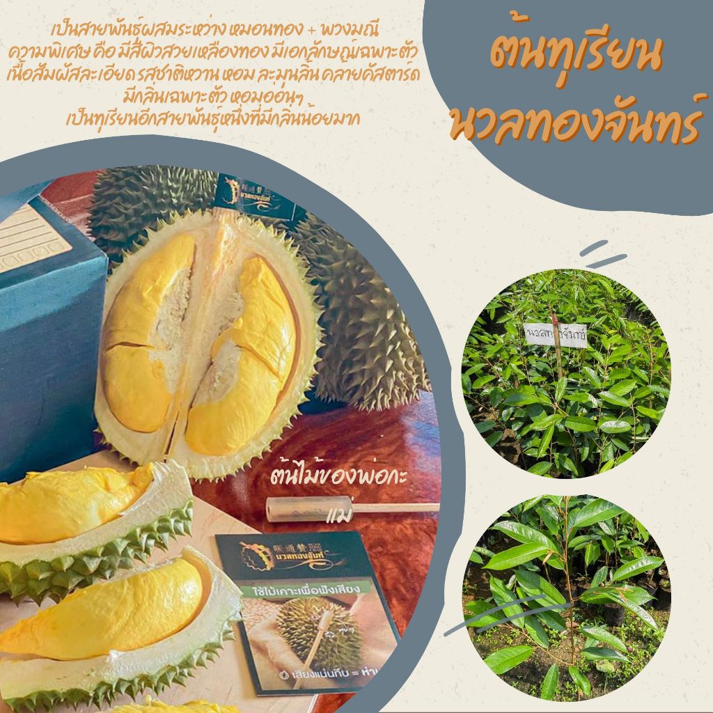 ต้นทุเรียนนวลทองจันทร์ เสียบยอด ความสูง 70 - 80 ซม.