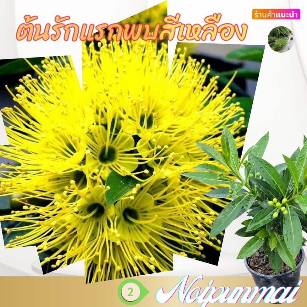 ต้นรักแรกพบดอกสีเหลือง กระถาง 6 นิ้ว(ส่งพร้อมกระถาง)