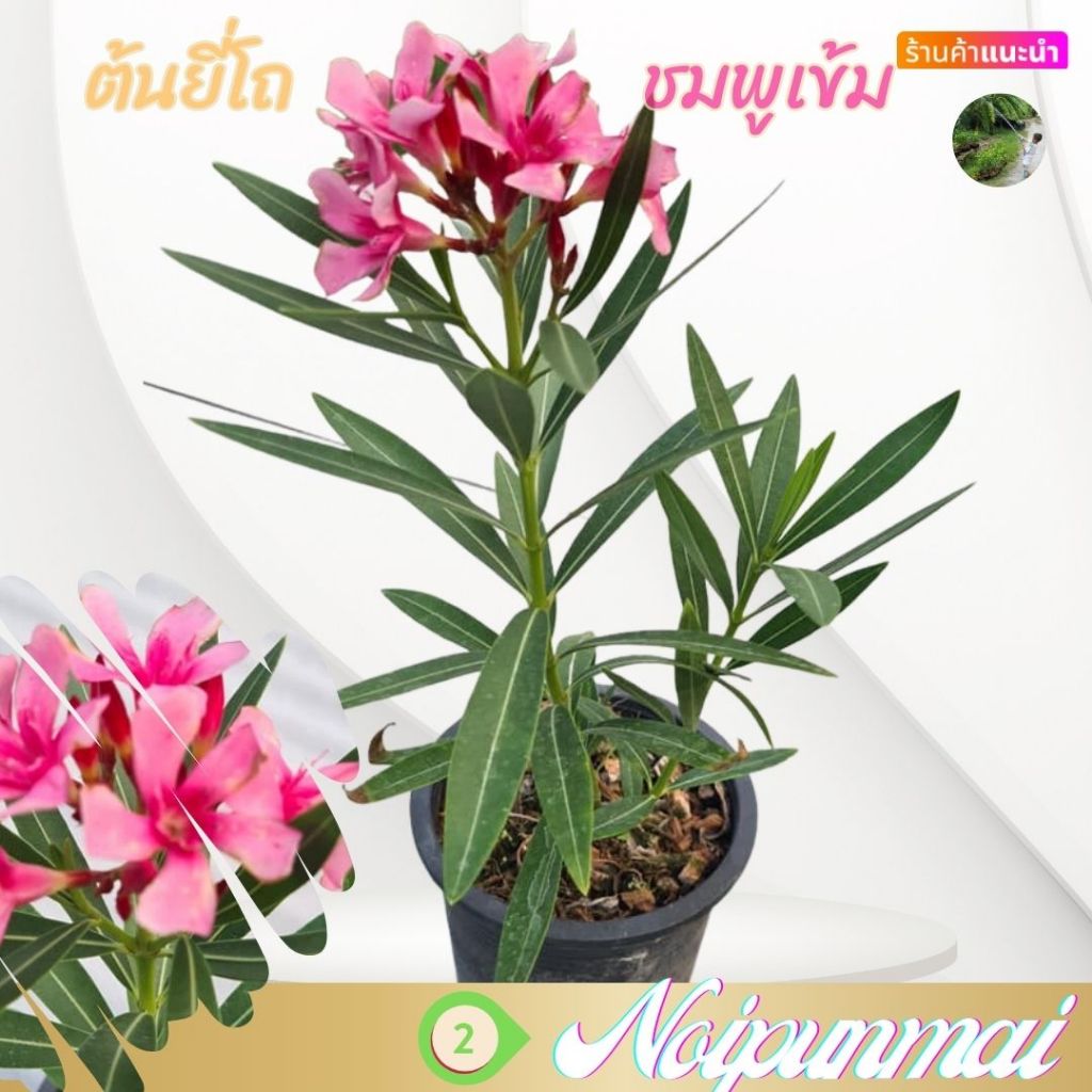ต้นยี่โถสีชมพูเข้ม กระถาง 6 นิ้ว(ส่งพร้อมกระถาง)
