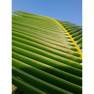 ใบมะพร้าวแก่สด100ใบหรือ100ชิ้นยาว40cm