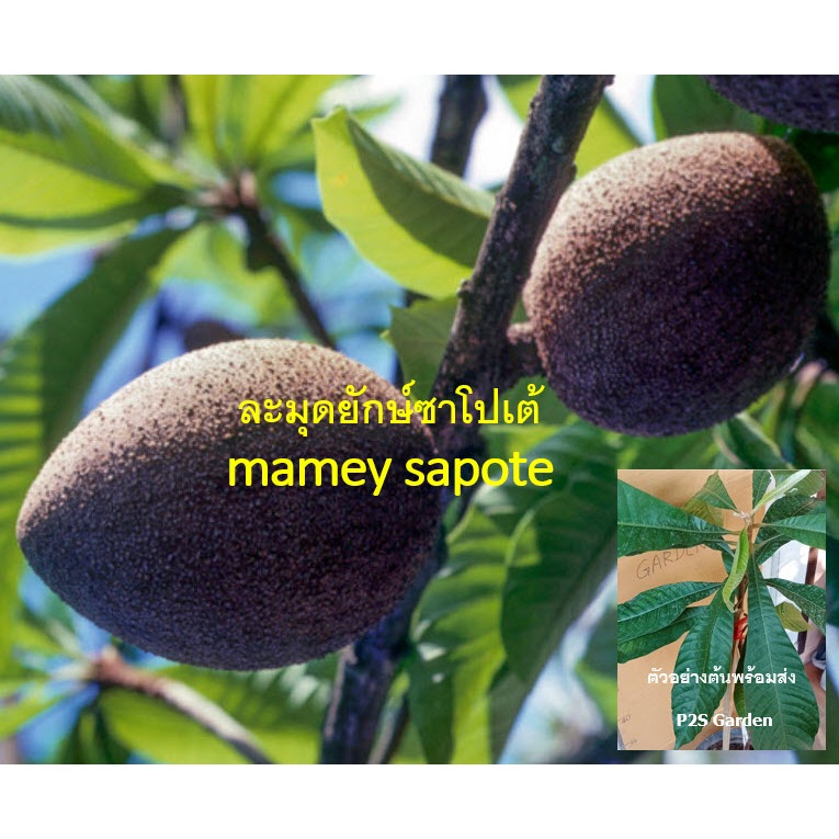 ต้นละมุดยักษ์ ซาโปเต้ Mamey sapote สูง 90-110 ซ.ม. สายพันธุ์แท้