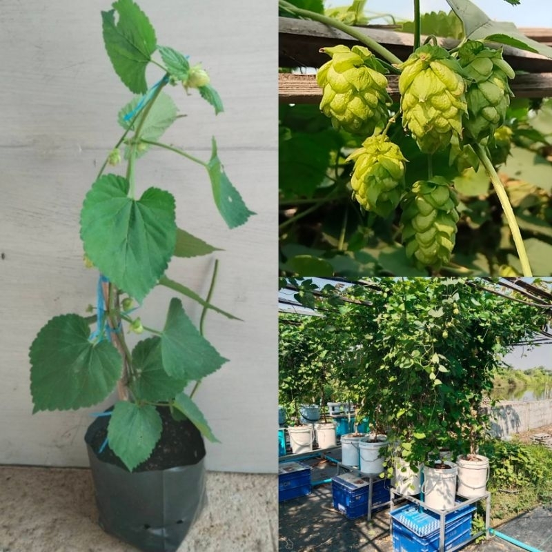 ต้นกล้าฮอปส์ Cascade Hops