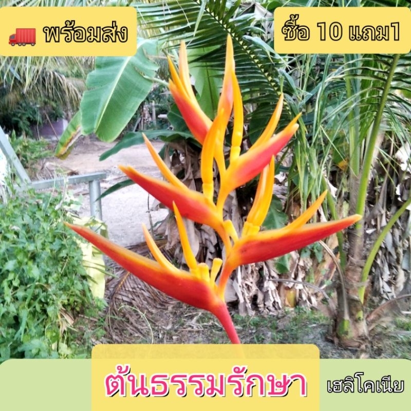 ต้นธรรมรักษา เฮลิโคเนีย ( ซื้อ10แถม1)🍀