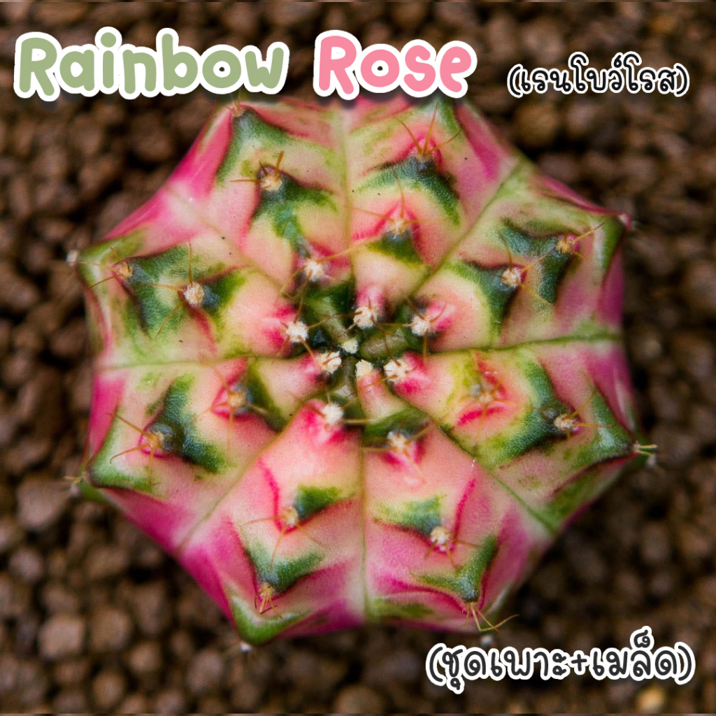 ชุดเพาะเมล็ด ❗️จำนวนจำกัด❗️ Rainbow Rose(เรนโบว์โรส) 🌵กระบองเพชร/แคคตัส 🌵