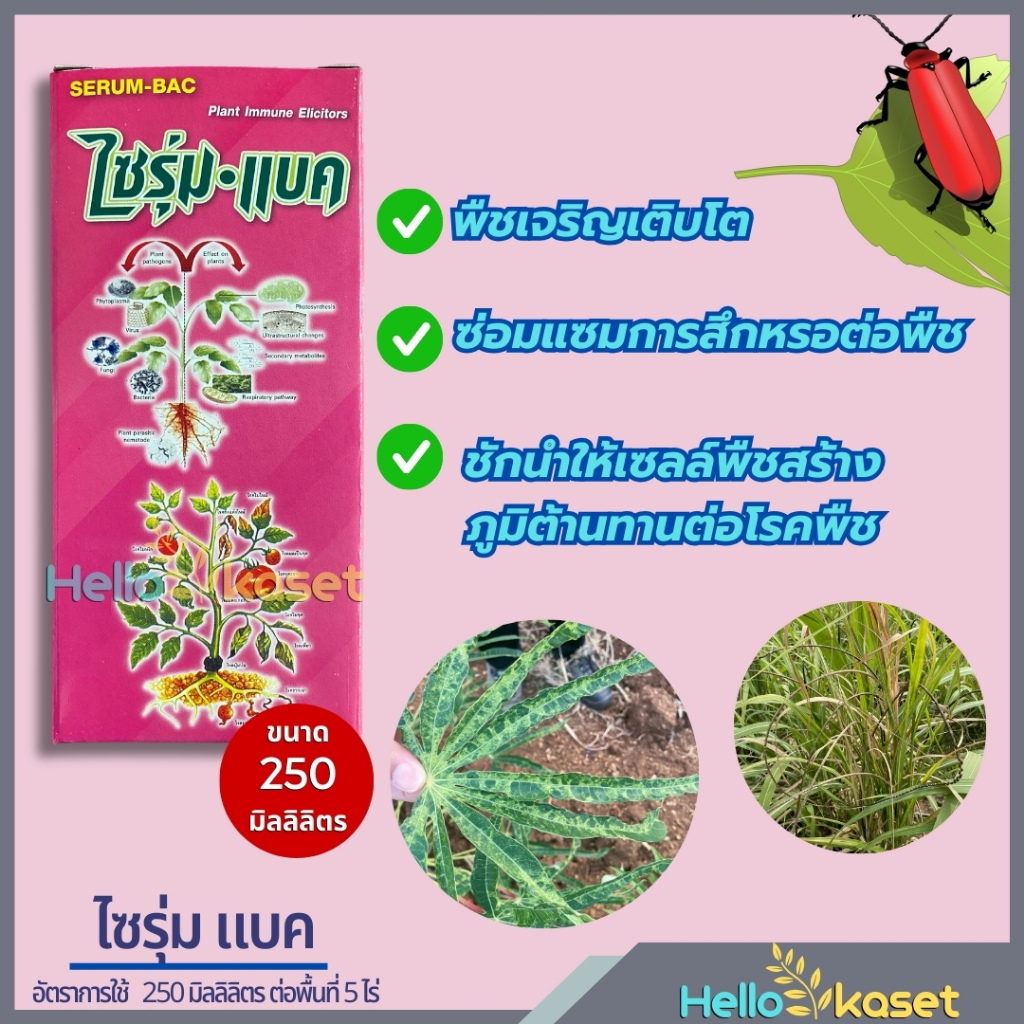ไซรุ่มแบค ขนาด 250 ซีซี สารป้องกันกำจัดโรคพืช พืชเจริญเติบโต สร้างภูมิต้านทานต่อโรคพืช