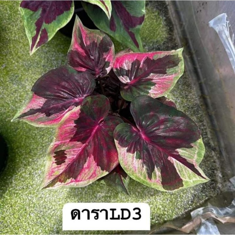 📍บอนสีดารานพรัตน์ป้ายสวย📍ดาราLD3🌱กระถาง4-6นิ้ว