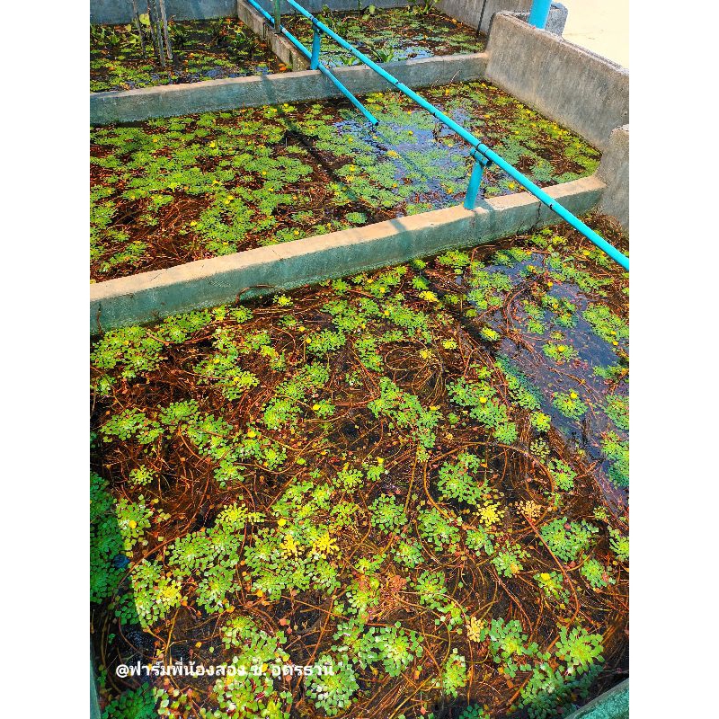 กระจับแก้ว หรือ กระจับญี่ปุ่น พืชน้ำหายาก พืชน้ำประดับอ่างปลา - รูปที่ 2