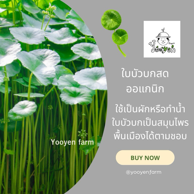 แว่นแก้ว(บัวแก้ว)Water Pennywort ออร์แกนิกเก็บสดทั้งต้นเถาใบ(200กรัม,500กรัม)