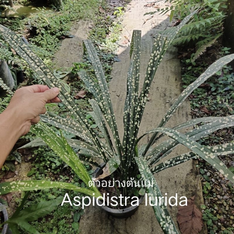 "Aspidistra lurida" (ต้นละอองดาวลายชัด)