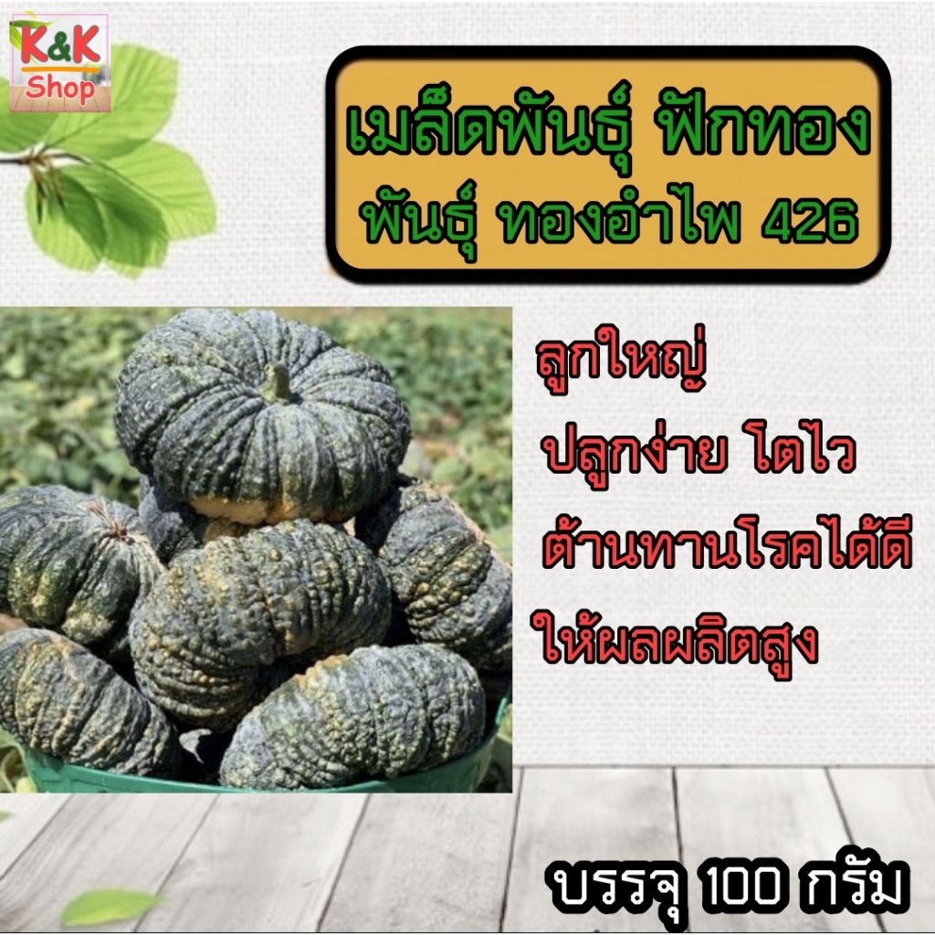 ทองอำไพ 426 เมล็ดพันธุ์ฟักทอง ฟักทองพันธุ์หนัก ทรงผลใหญ่ สวย ผิวคางคก คุณภาพเนื้อดี ทรงผลแป้นสวยงาม เนื้อสีเหลือง เนื้อห