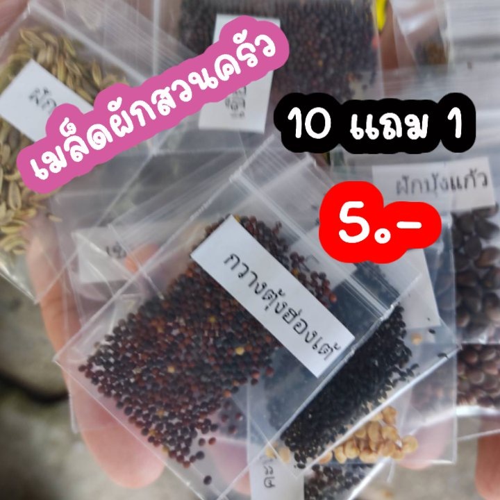 เมล็ดผักกวางตุ้งฮ่องเต้ เมล็ดผักสวนครัว เมล็ดผัก5บาท - รูปที่ 4