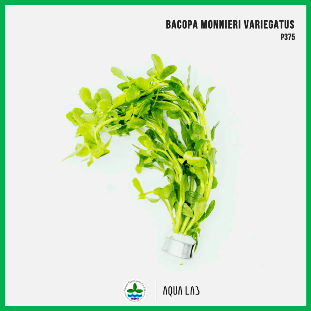 [APC] Bacopa monnieri variegatus (บาโคป้ามอนเดรี่ใบด่าง) [ไม้น้ำ - Aquatic Plant] P375