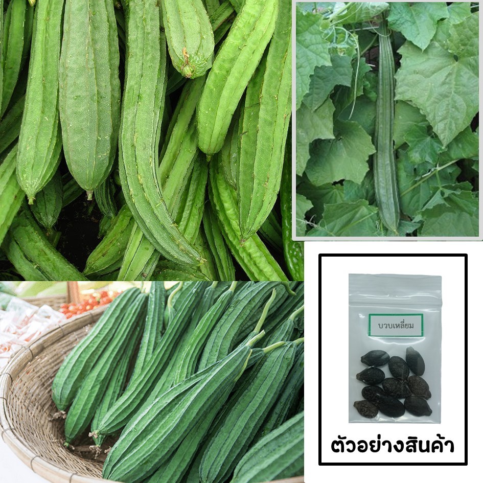 เมล็ดบวบเหลี่ยม 10 เมล็ด 🌱 ซื้อ 10 แถม 2 คละได้ 💥 เลือกของแถมได้ คิดถึงเมล็ดผัก คิดถึง skinsun