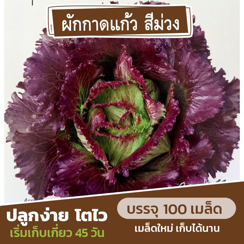 เมล็ดพันธุ์ ผักกาดแก้วสีม่วง สลัดแก้ว แบ่งขาย 100 เมล็ด (ซื้อ 5 แถม 1) คละชนิดได้