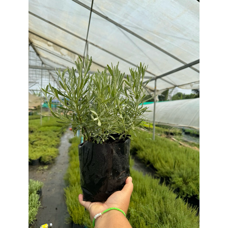 กูดวินลาเวนเดอร์ // Goodwin Lavender//