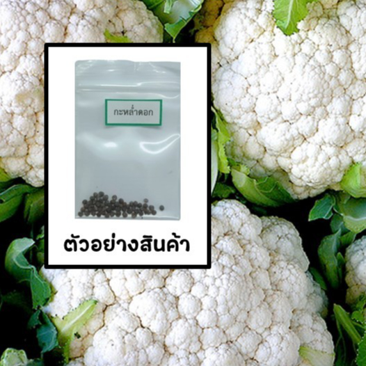 เมล็ดกะหล่ำดอก 50 เมล็ด ซื้อ 10 แถม 2 คละได้ เลือกของแถมได้ คิดถึงเมล็ดผัก คิดถึง skinsun