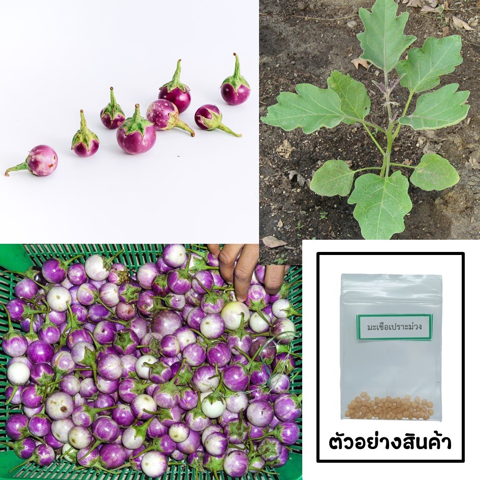 เมล็ดมะเขือเปราะม่วง 30 เมล็ด 🌱 ซื้อ 10 แถม 2 คละได้ 💥 เลือกของแถมได้ คิดถึงเมล็ดผัก คิดถึง skinsun