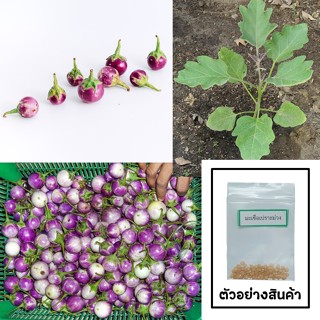 เมล็ดมะเขือเปราะม่วง 30 เมล็ด 🌱 ซื้อ 10 แถม 2 คละได้ 💥 เลือก…