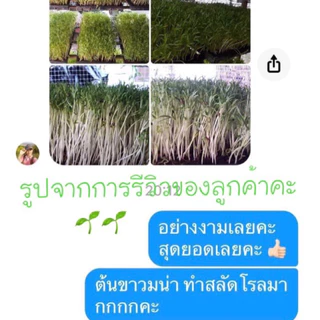 เมล็ดผักบุ้ง,เมล็ดผักบุ้งงอก ทำต้นอ่อน ต้นโต้ได้ สายพันธ์แก้ว ต้นอ่อนอวบใหญ่ น้ำหนักดี