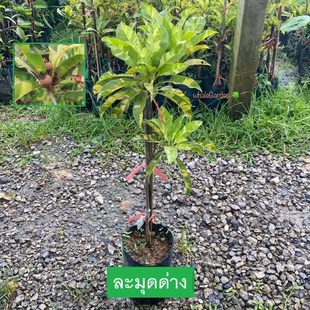 ต้นละมุด ละมุดด่าง พันธุ์ ละมุด กระสวยมาเลย์ ด่าง เสียบยอด (รับประกัน ส่งใหม่ฟรี หากสินค้าเเสียหาย!!) ราคา ถูกที่สุด ดีลบีเคเค