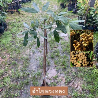 ต้นลำไย พันธุ์ ลำไยพวงทอง ลำไย กิ่งตอน สูง 1เมตร Dimocarpus …