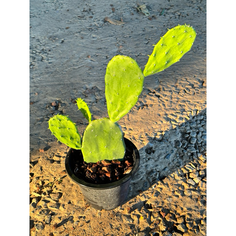 มุมมอง 3