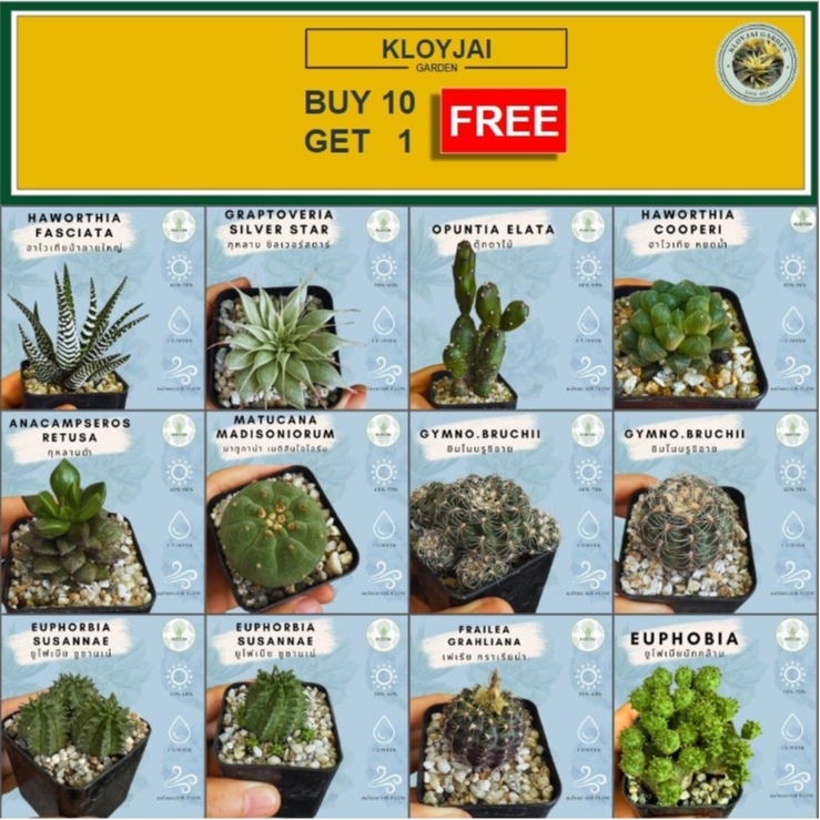 [โปรแรงง!!!] กระบองเพชร แคตตัสและไม้อวบน้ำ cactus and succulents ซื้อ 10 แถม 1 ฟรี!!!!!!
