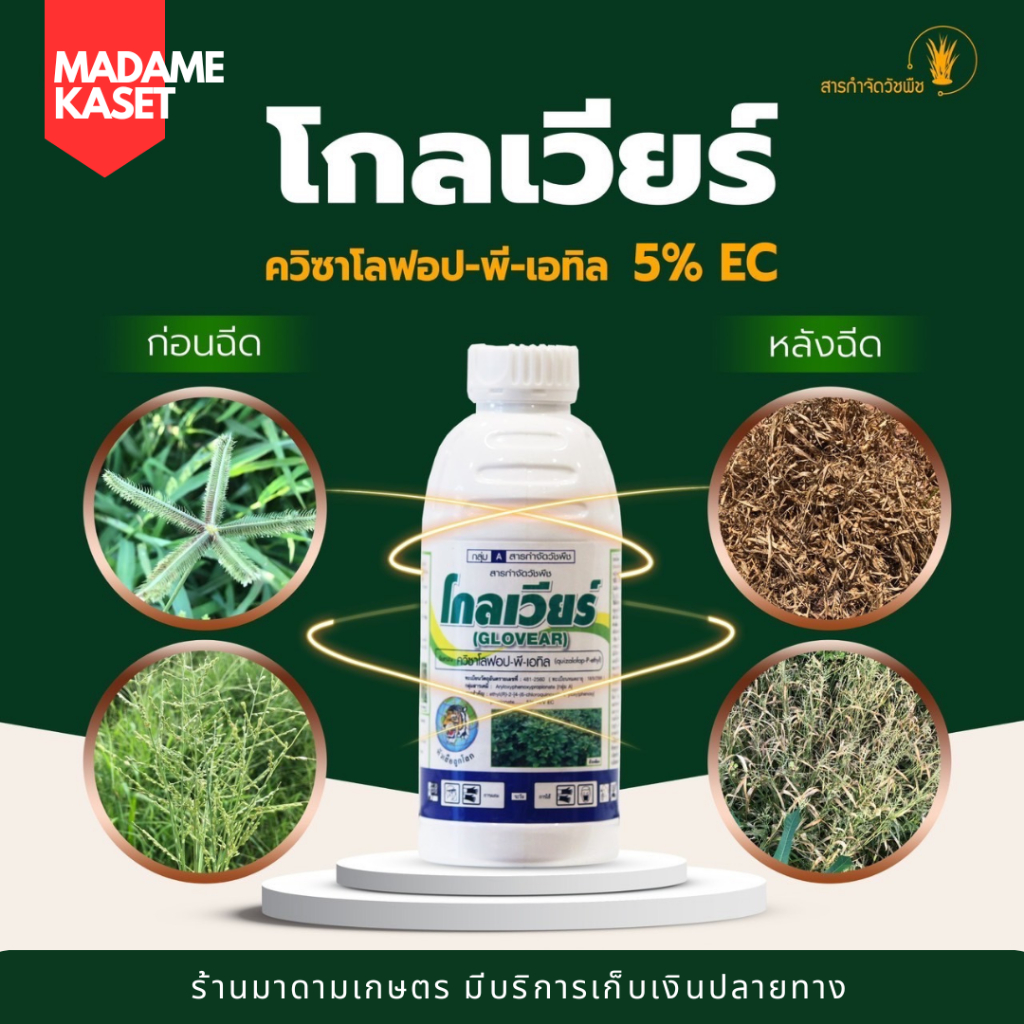 โกลเวียร์ เคลียร์หญ้า ฉีดทับมันสำปะหลังได้ ใบแคบเอาอยู่ ปลอดภัยต่อมัน ฉีดทับได้ทั้งมันและแปลงผัก (1 ลิตร)