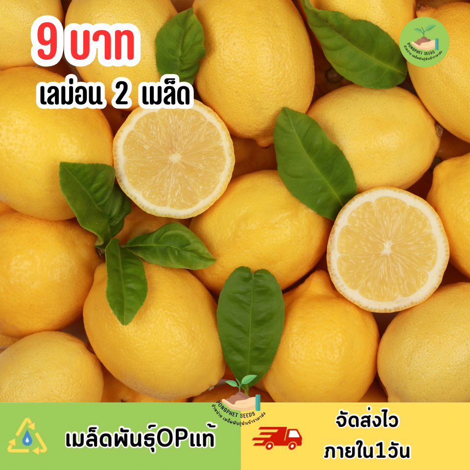 9บาท เมล็ดพันธุ์เลม่อน2เมล็ด